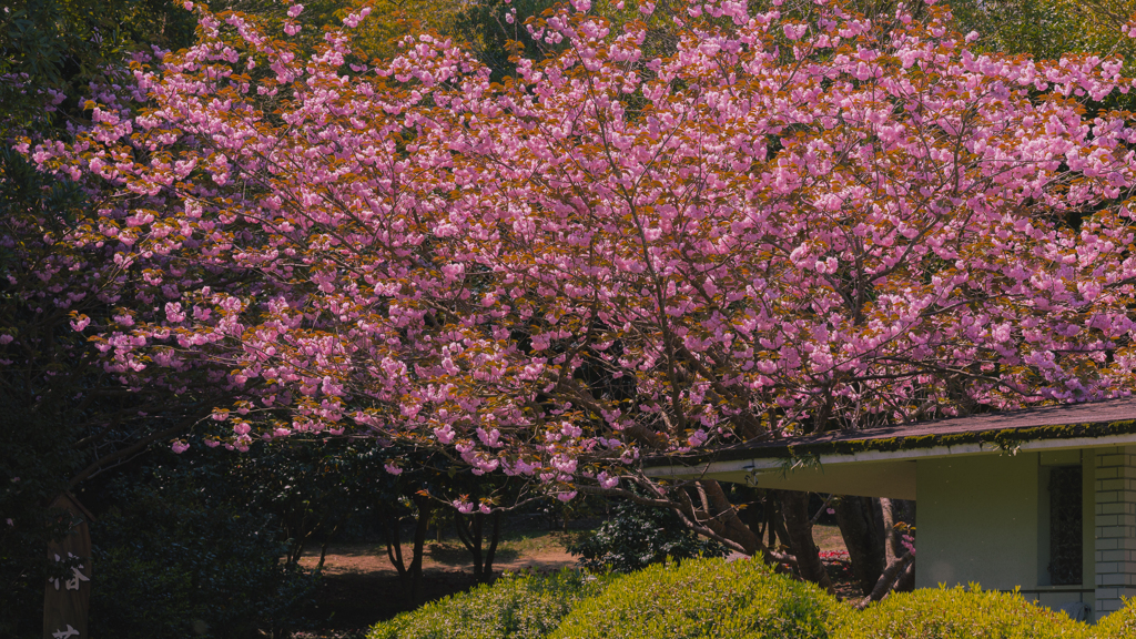 サトザクラ・１