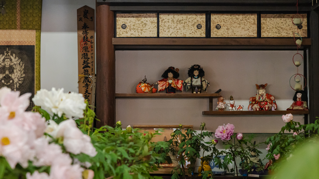 冬牡丹＿５・龍蔵寺