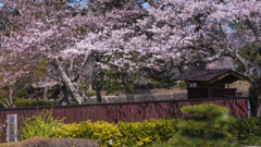 ときわ公園の春・１４