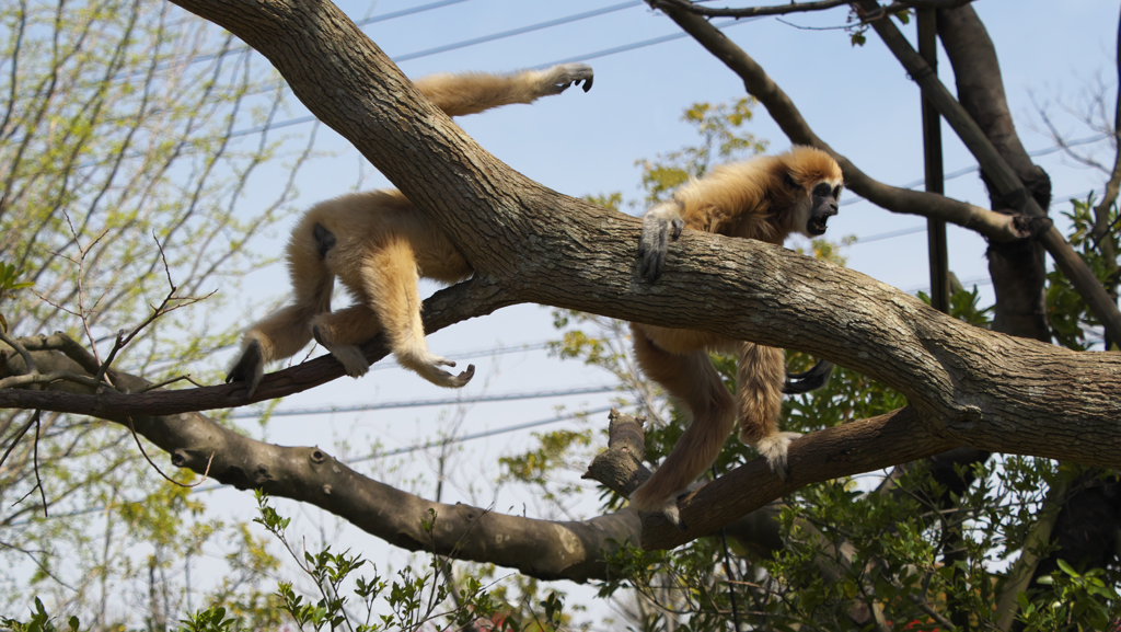 シロテナガザル２