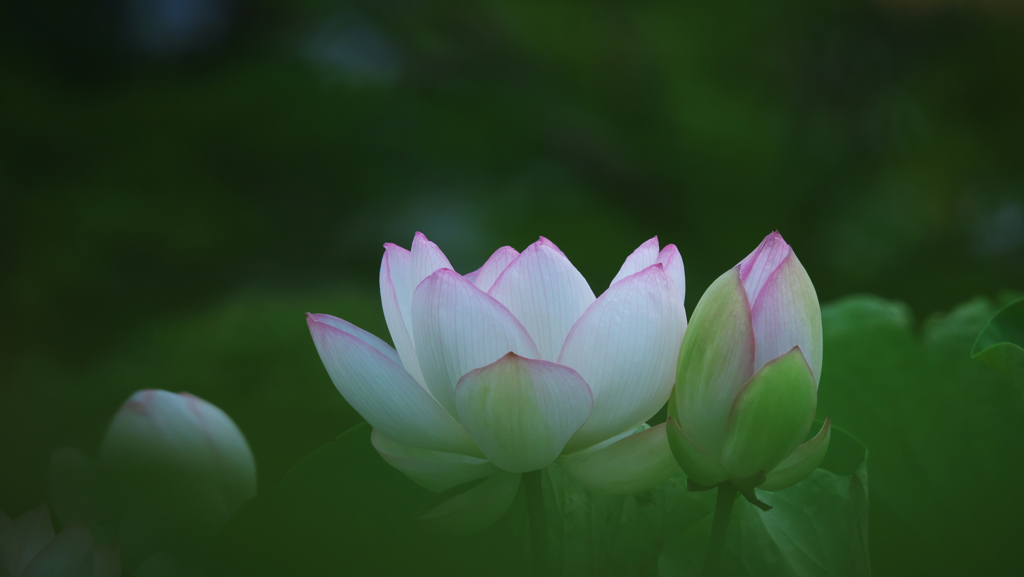 孫文蓮＿３０−１９