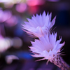 サボテンの花＿２