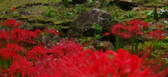 彼岸花・２７