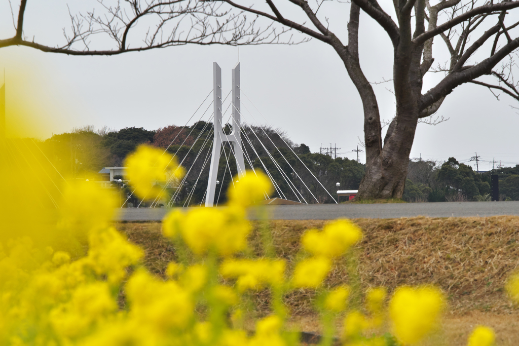 菜の花・５