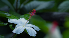 ハイビスカス・３