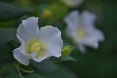 花アオイ・５