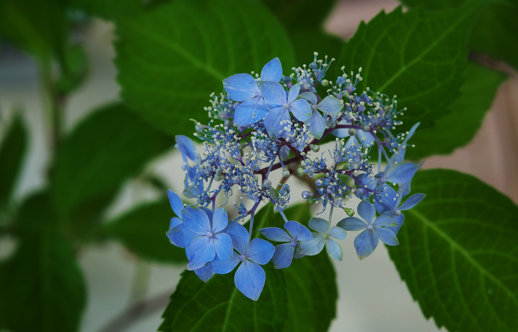 山アジサイ展・１＿３