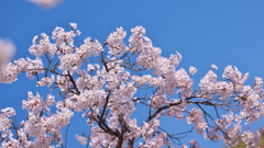 桜・３１＿１３