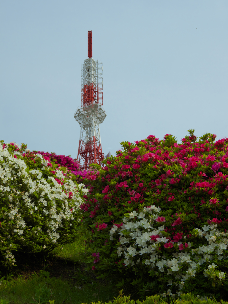 大平山 山頂公園のツツジ＿１９・１２