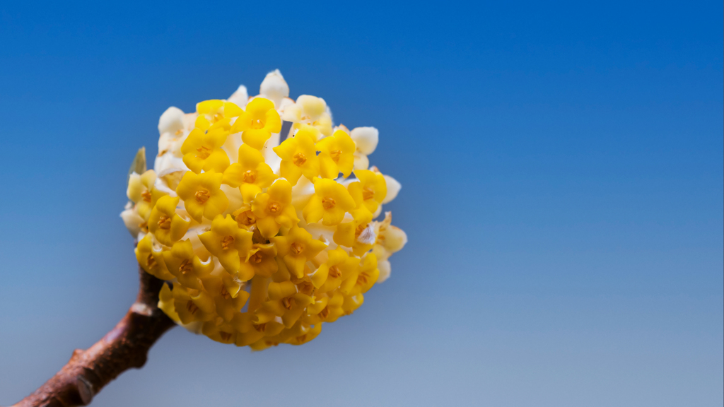 タイリンミツマタ・４