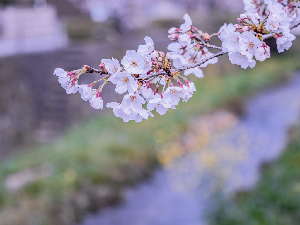 桜・７＿５