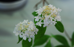 山アジサイ展・１＿６