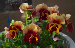 レインボーウェーブ　マーメイド