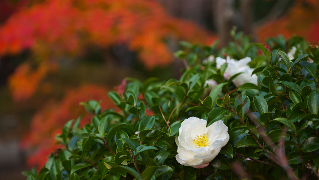 紅葉＿毛利氏庭園・３０＿１５