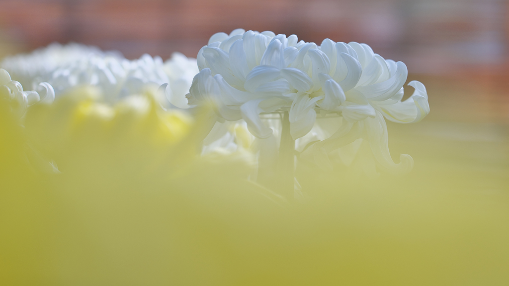 菊花・６