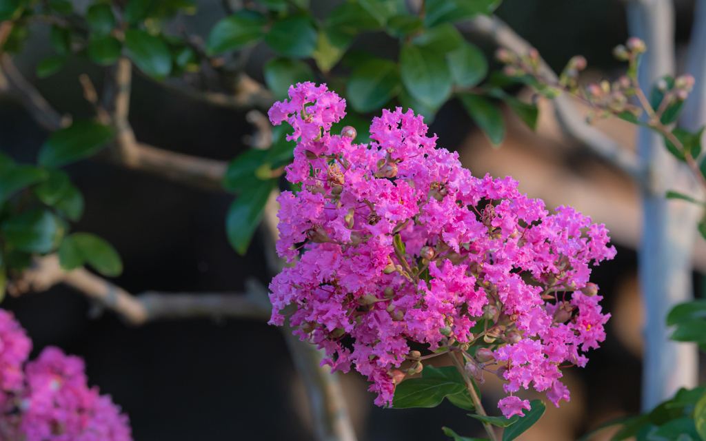 百日紅・３＿２