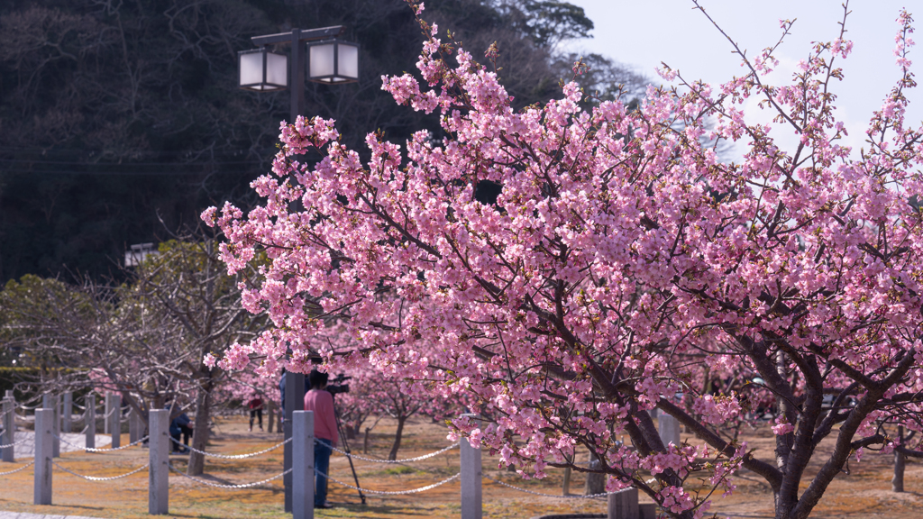 河津桜＿２２