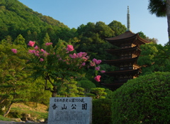 百日紅＿３０−１