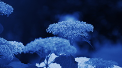 紫陽花３０＿１３