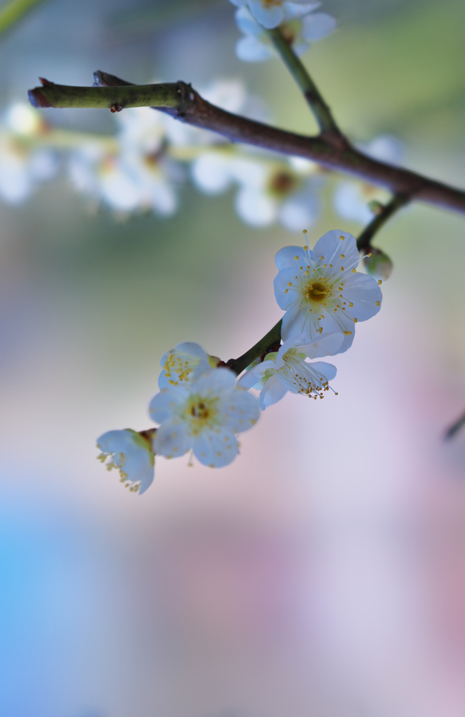 梅花３０＿２１
