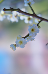 梅花３０＿２１