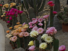 サボテンの花３０＿４