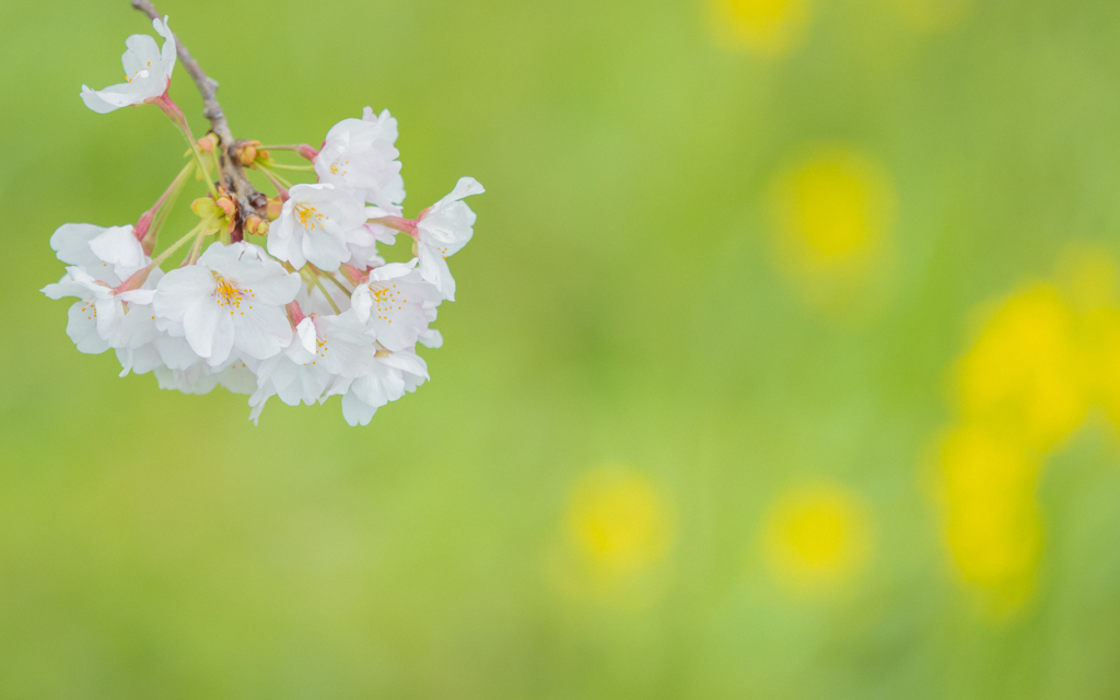 桜・５＿５