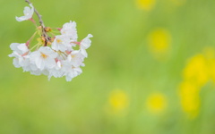 桜・５＿５