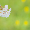 桜・５＿５