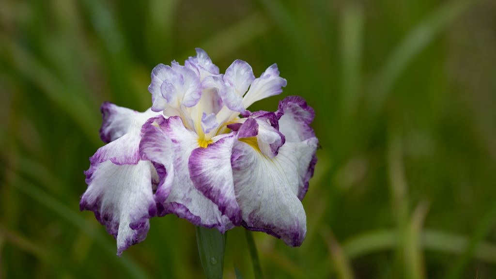 花　菖　蒲・１