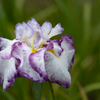 花　菖　蒲・１