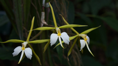 エピデンドラム　パーキンソニアナム