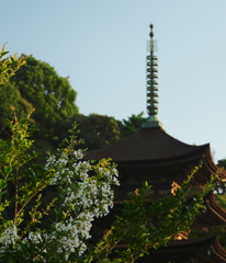 百日紅＿３０−５