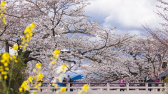 一ノ坂川の桜・３