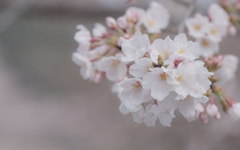 桜・５＿４