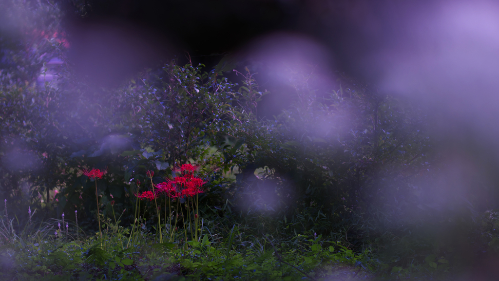 彼岸花１＿１４