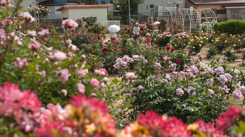 薔薇園・２