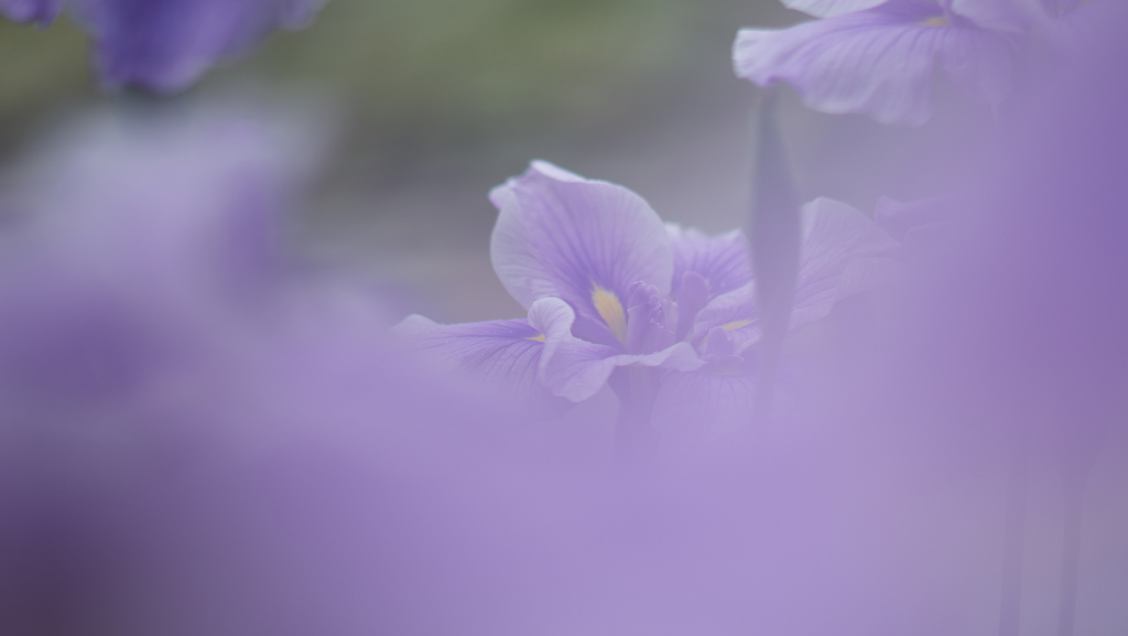 花菖蒲・１
