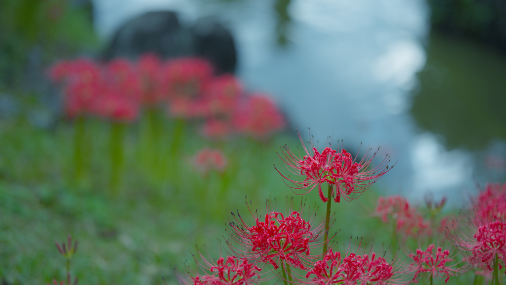 彼岸花１＿１０