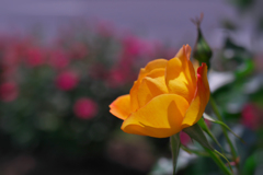 春薔薇・１６