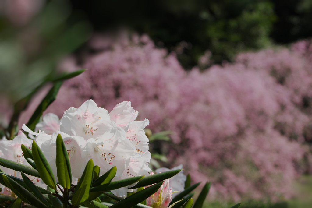 石楠花・１