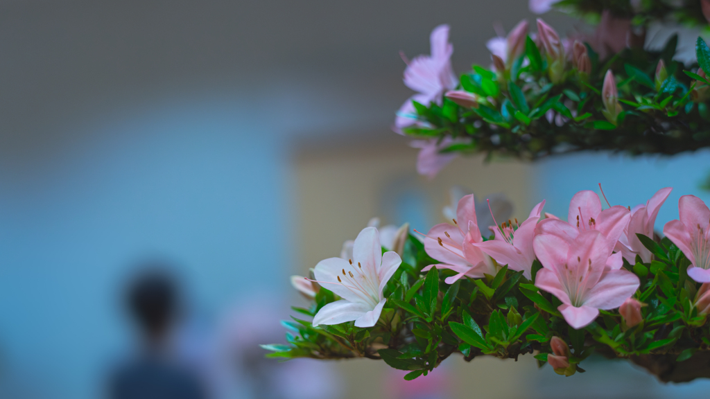 さつき・花柄１０