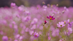 秋　桜・１＿９