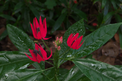 パヴォニア　インターメディア