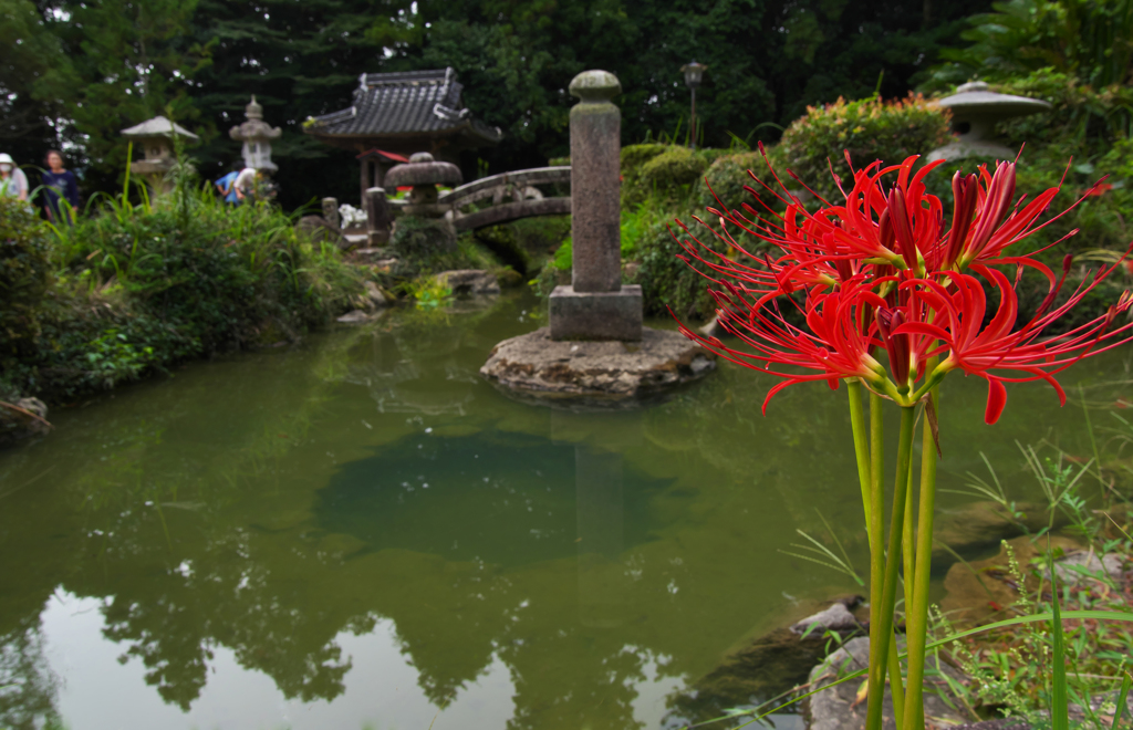 彼岸花・５