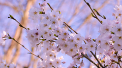 桜・維新公園１１