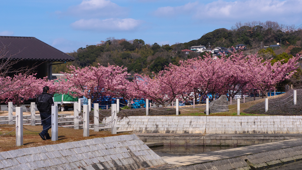 河津桜＿２１