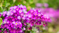 NIKON D700_花 習作・１１