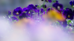 パンジー・２９