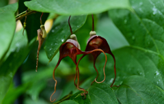 アリストロキア  トリカウダタ